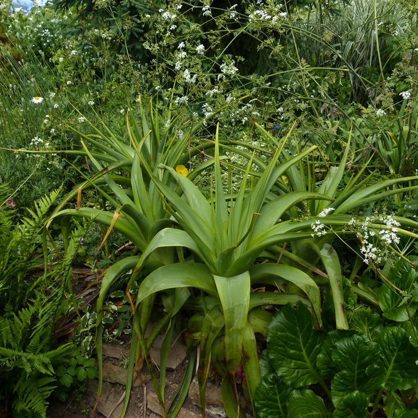Kniphofia northiae (Hábito)