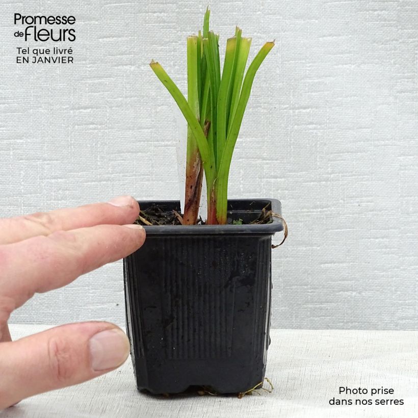 Amostra de Kniphofia rooperi Vaso de 8/9 cm tal como entregue no inverno