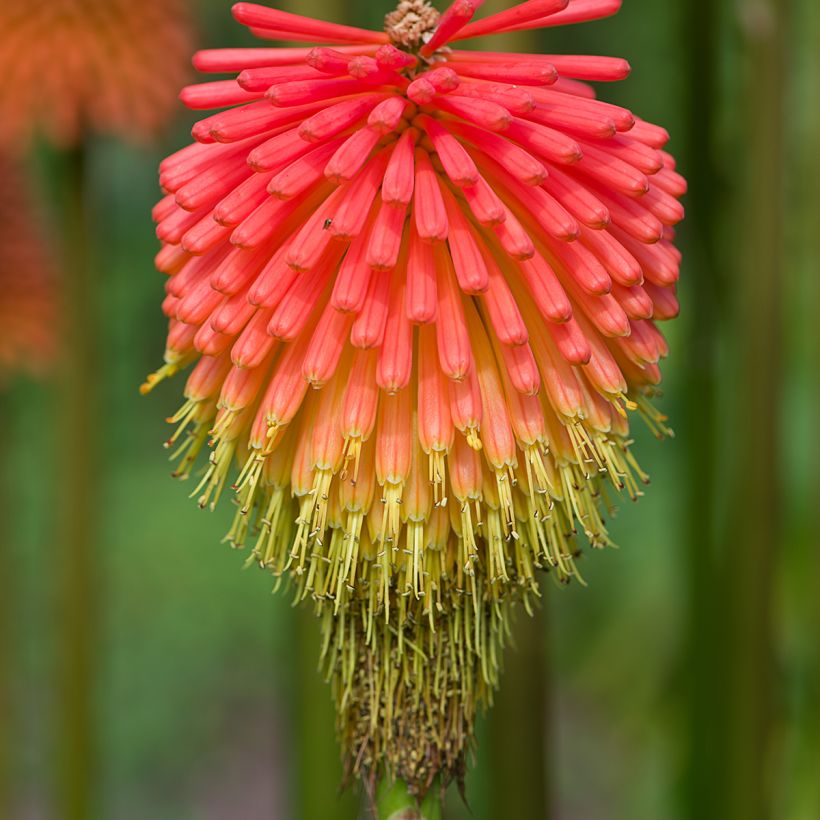 Kniphofia rooperi (Floração)