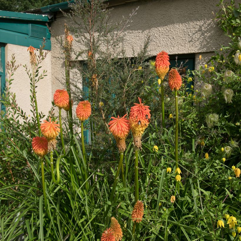 Kniphofia rooperi (Hábito)