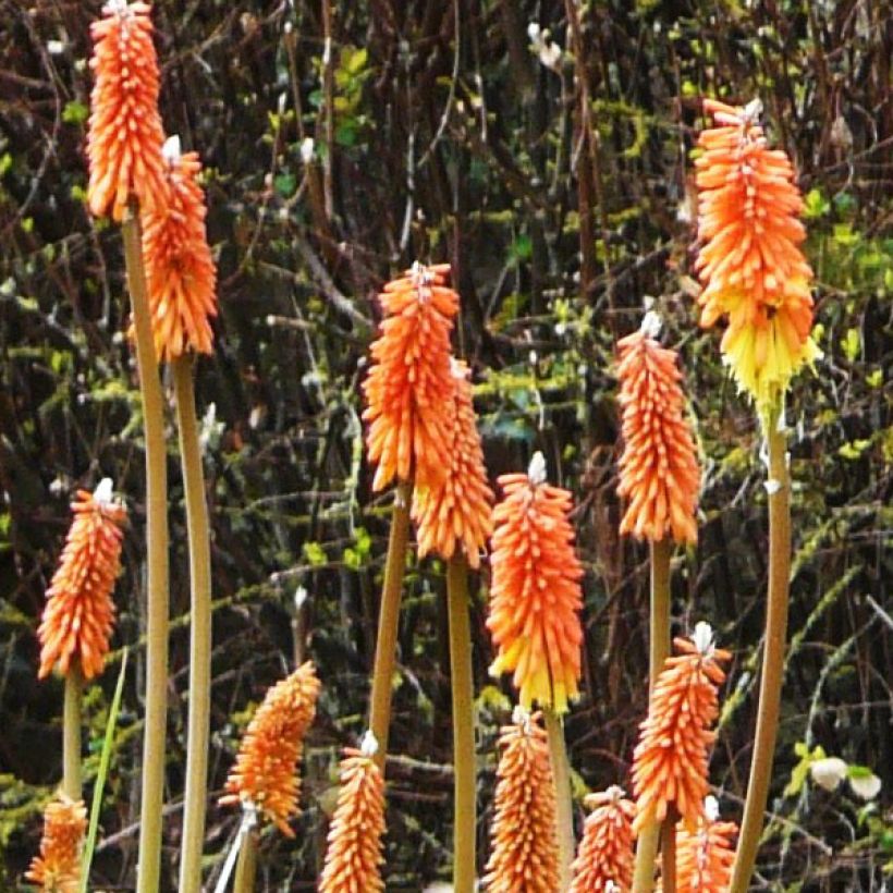 Kniphofia uvaria (Floração)