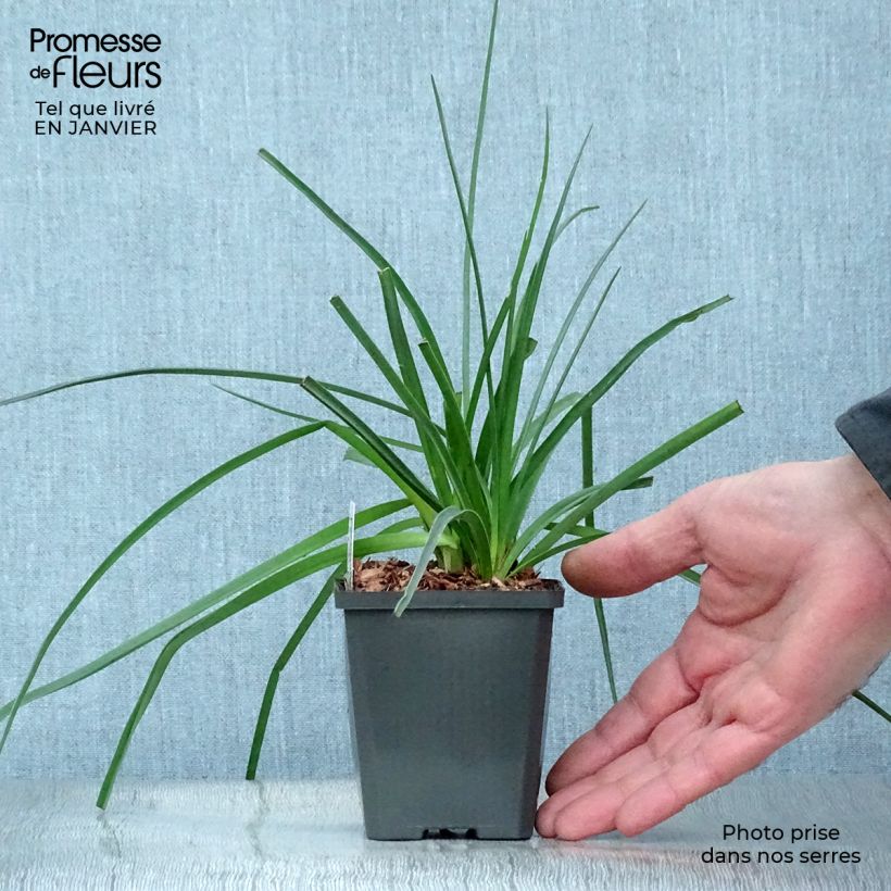 Amostra de Kniphofia uvaria Vaso de 8/9 cm tal como entregue no inverno