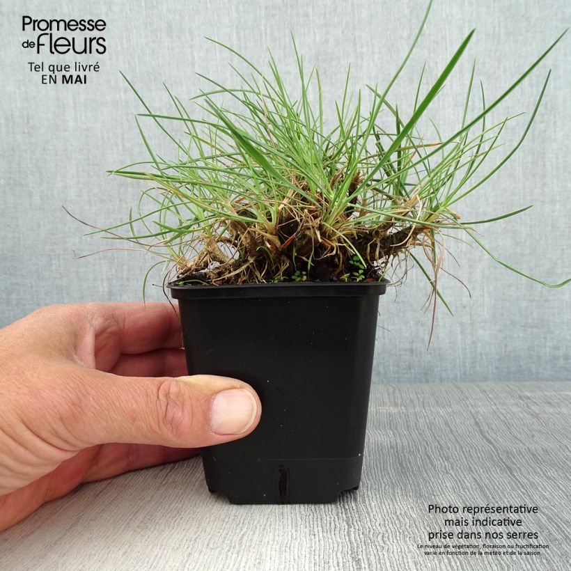 Amostra de Koeleria glauca Vaso de 8/9 cm tal como entregue na primavera