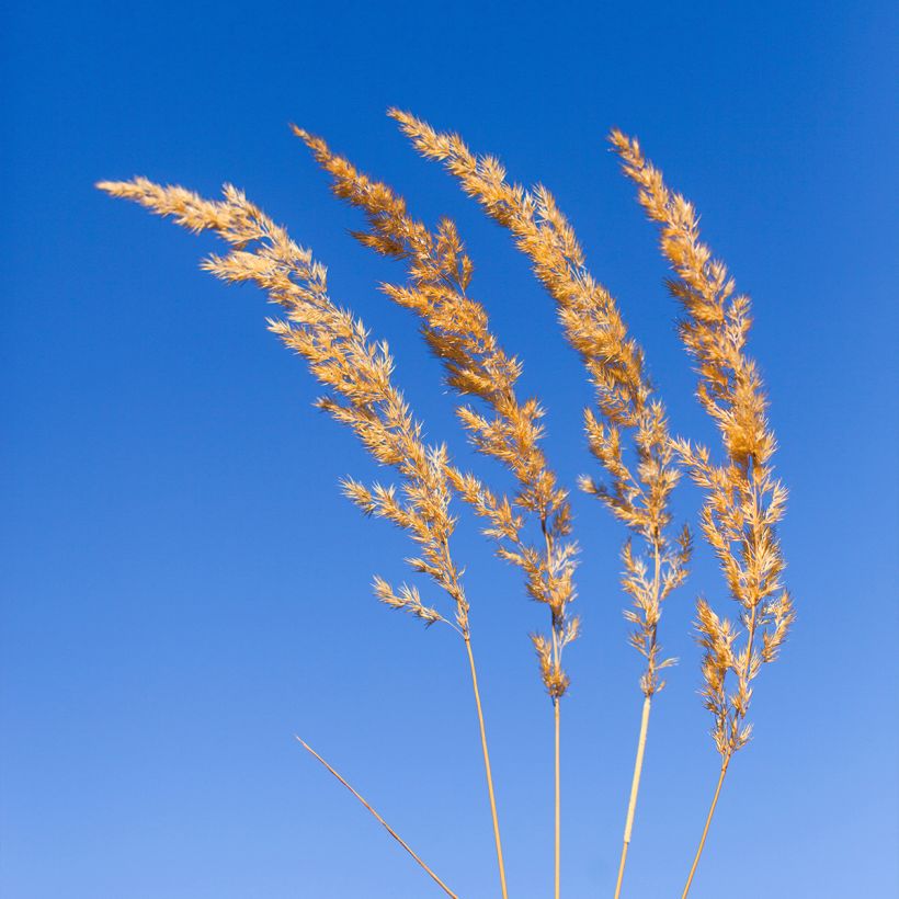 Koeleria glauca (Floração)