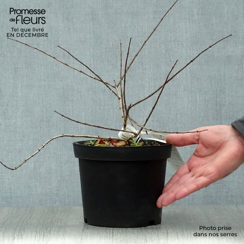 Amostra de Kolkwitzia amabilis Pink Cloud Vaso de 3 L/4 L tal como entregue no inverno