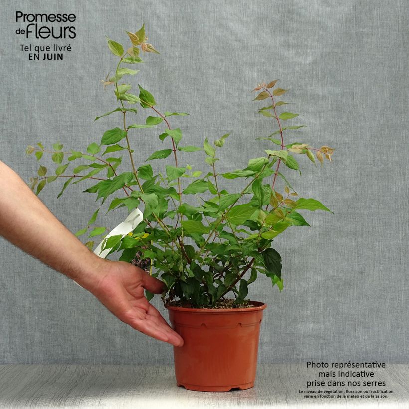 Amostra de Kolkwitzia amabilis Pink Cloud Vaso de 3 L/4 L tal como entregue no verão