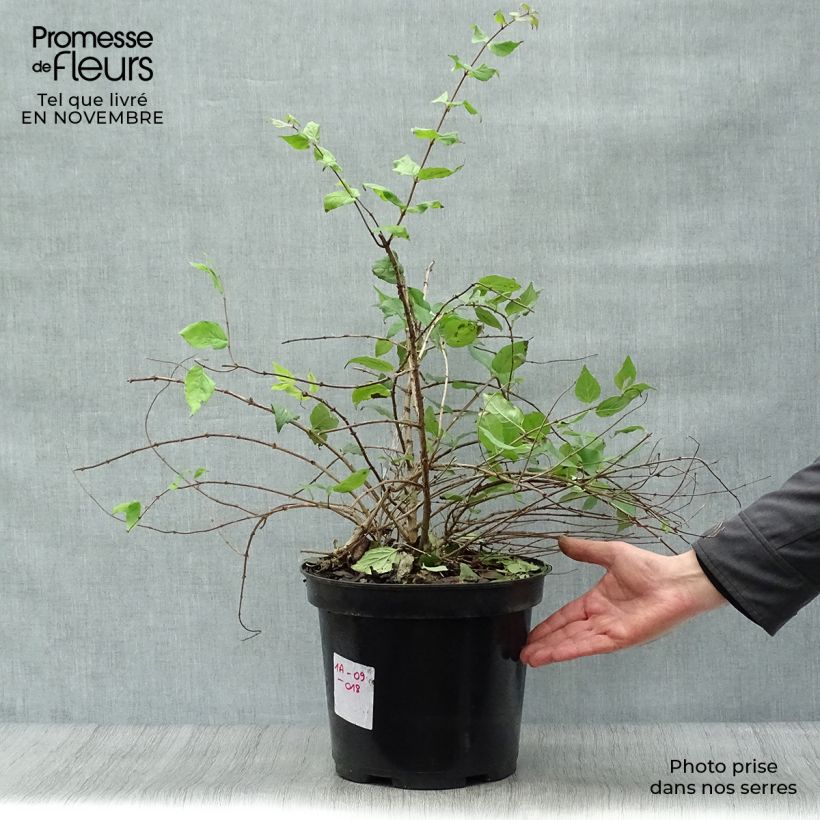 Amostra de Kolkwitzia amabilis Pink Cloud Vaso de 6 L/7 L tal como entregue no outono