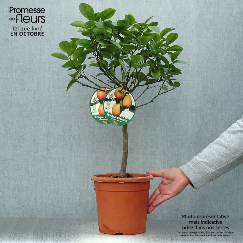 Amostra de Kumquat Fukushu / Jiangsu Vaso de 4 L/5 L, 1/4 de haste tal como entregue no outono