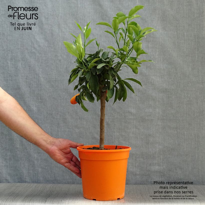 Amostra de Kumquat Fukushu / Jiangsu Vaso de 4 L/5 L, 1/4 de haste tal como entregue no verão