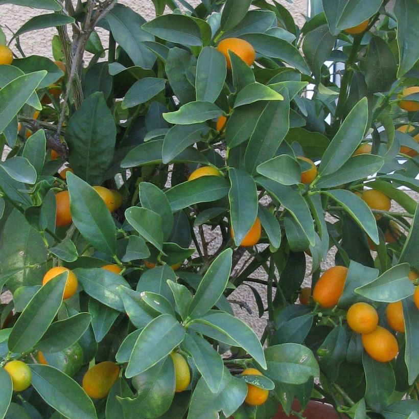 Kumquat Nagami (Folhagem)
