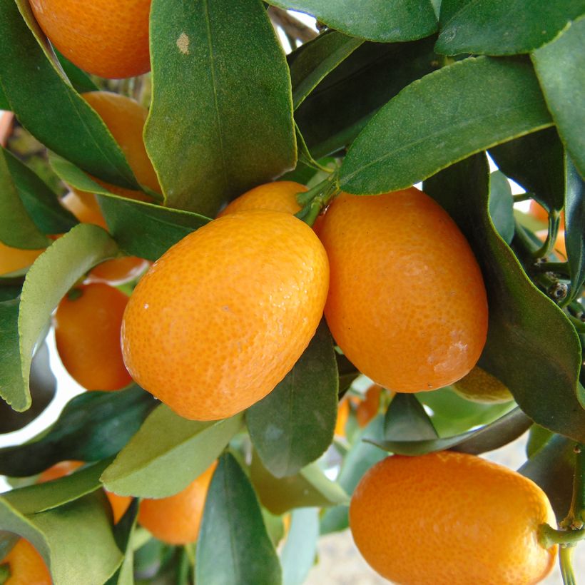Kumquat Nagami (Colheita)