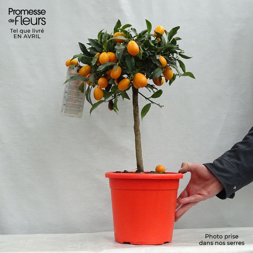 Amostra de Kumquat Nagami Vaso de 4 L/5 L, 1/4 de haste tal como entregue na primavera