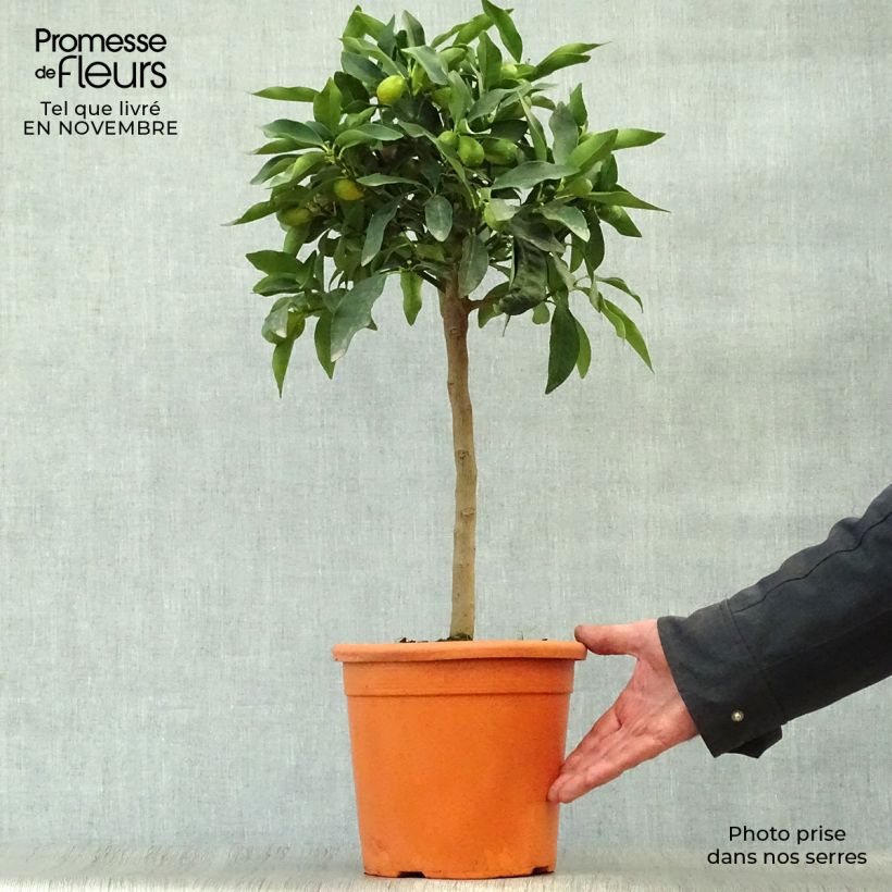 Amostra de Kumquat Nagami Vaso de 4 L/5 L, 1/4 de haste tal como entregue no outono