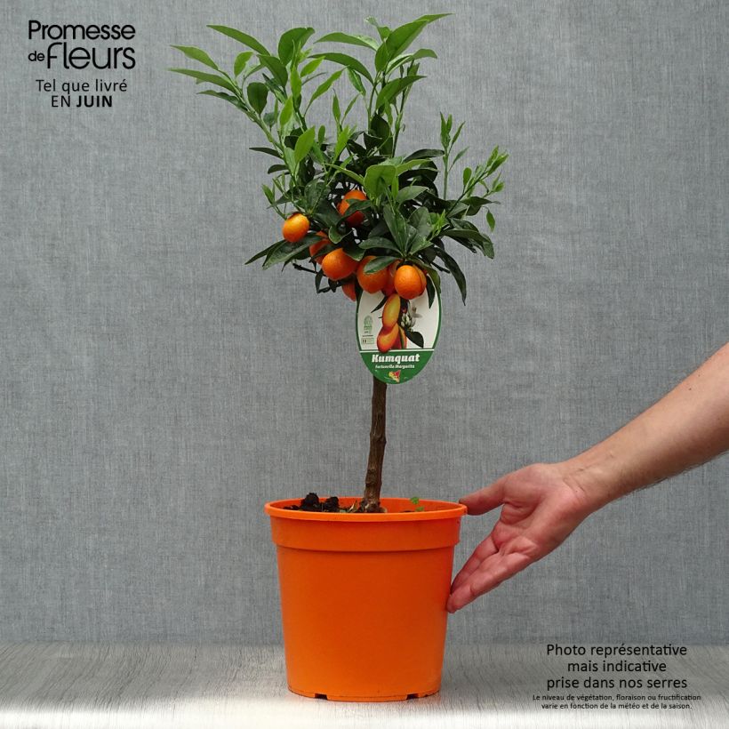 Amostra de Kumquat Nagami Vaso de 4 L/5 L, 1/4 de haste tal como entregue no verão
