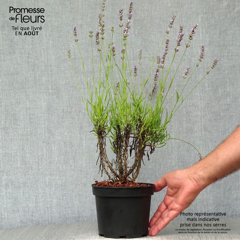 Amostra de Alfazema Grappenhall - Lavandula intermedia Vaso de 2 L/3 L tal como entregue no verão