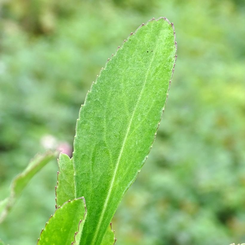 Leucanthemum Becky (Folhagem)