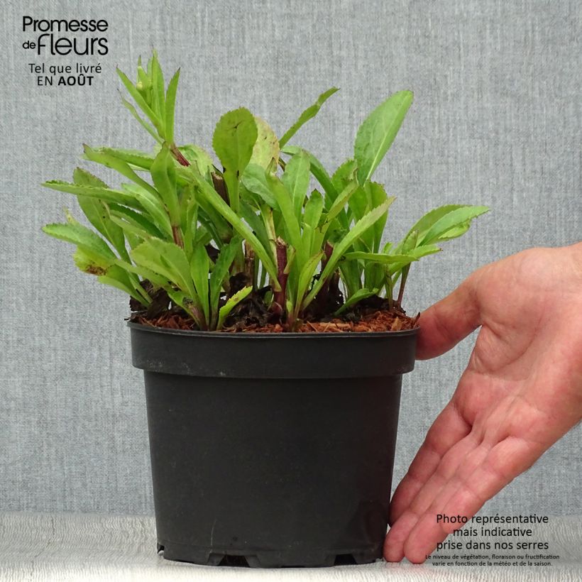 Amostra de Leucanthemum Becky Vaso de 2 L/3 L tal como entregue no verão