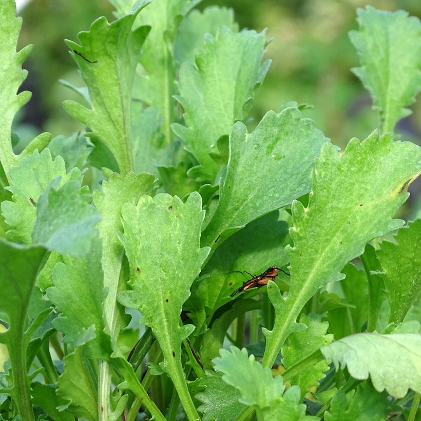 Leucanthemum vulgare Maikonigin (Folhagem)