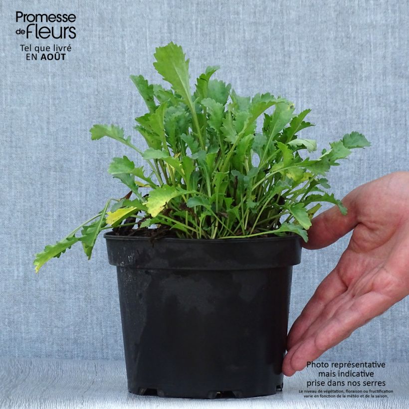 Amostra de Leucanthemum vulgare Maikonigin Vaso de 2 L/3 L tal como entregue no verão