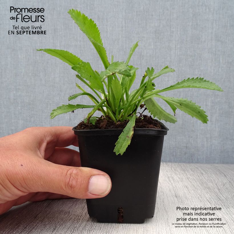 Amostra de Leucanthemum Alaska Vaso de 8/9 cm tal como entregue no outono