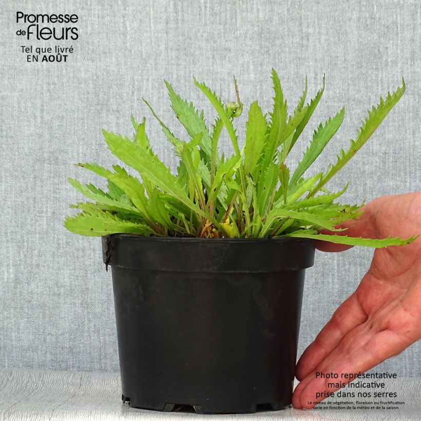 Amostra de Leucanthemum Princesse d'Argent Vaso de 2 L/3 L tal como entregue no verão