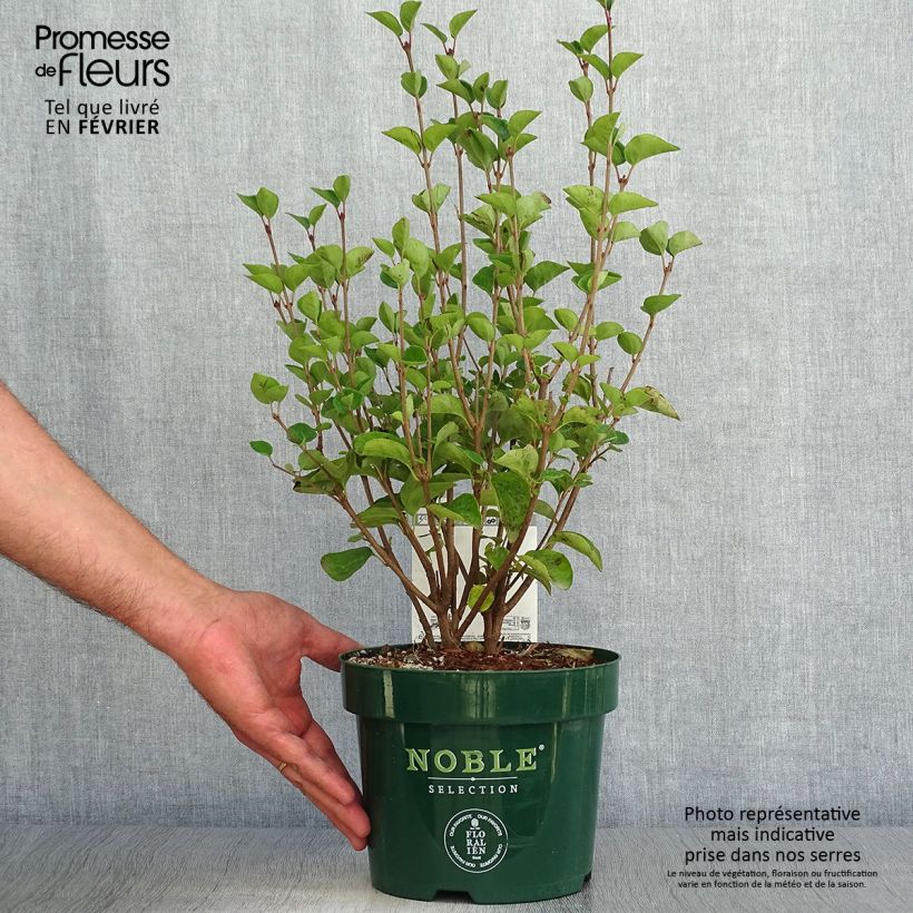 Amostra de Syringa Tinkerbelle Vaso de 2 L/3 L tal como entregue no outono