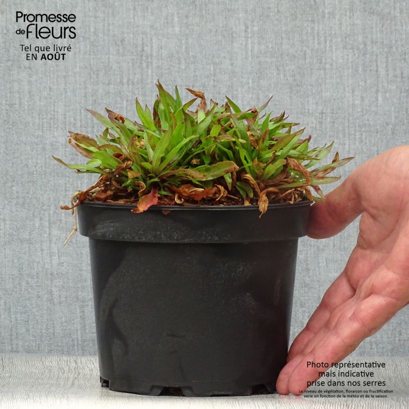 Amostra de Lychnis flos-cuculi Jenny Vaso de 2 L/3 L tal como entregue no verão