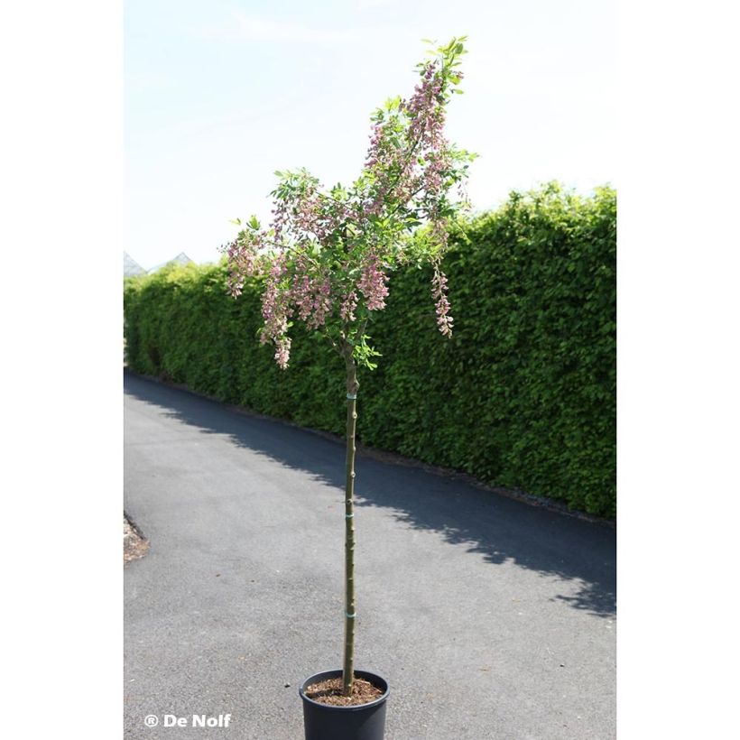 Laburnocytisus adamii (Hábito)