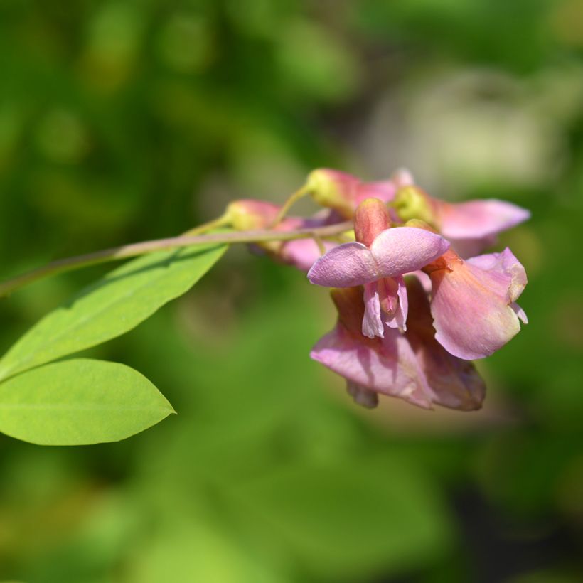 Laburnocytisus adamii (Floração)