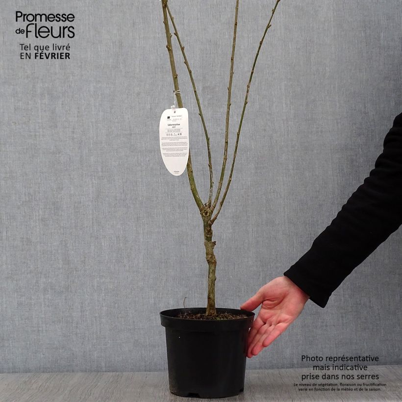 Amostra de Laburnocytisus adamii - Cytise d'Adam Vaso de 4 L/5 L tal como entregue no inverno