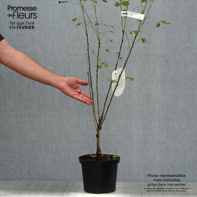 Amostra de Laburnocytisus adamii Vaso de 4 L/5 L tal como entregue no outono