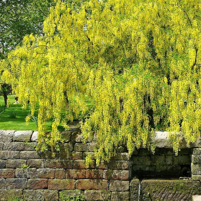 Laburnum alpinum Pendulum (Hábito)
