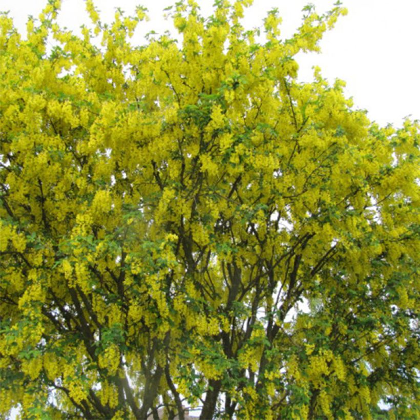 Laburnum anagyroides (Hábito)