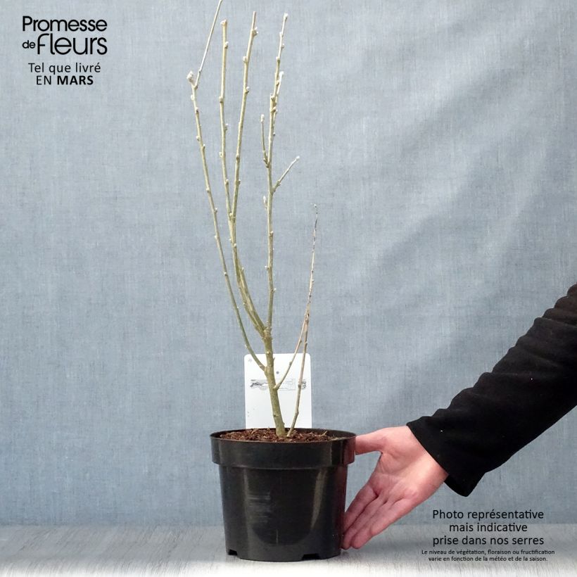 Amostra de Laburnum anagyroides Vaso de 2 L/3 L tal como entregue na primavera