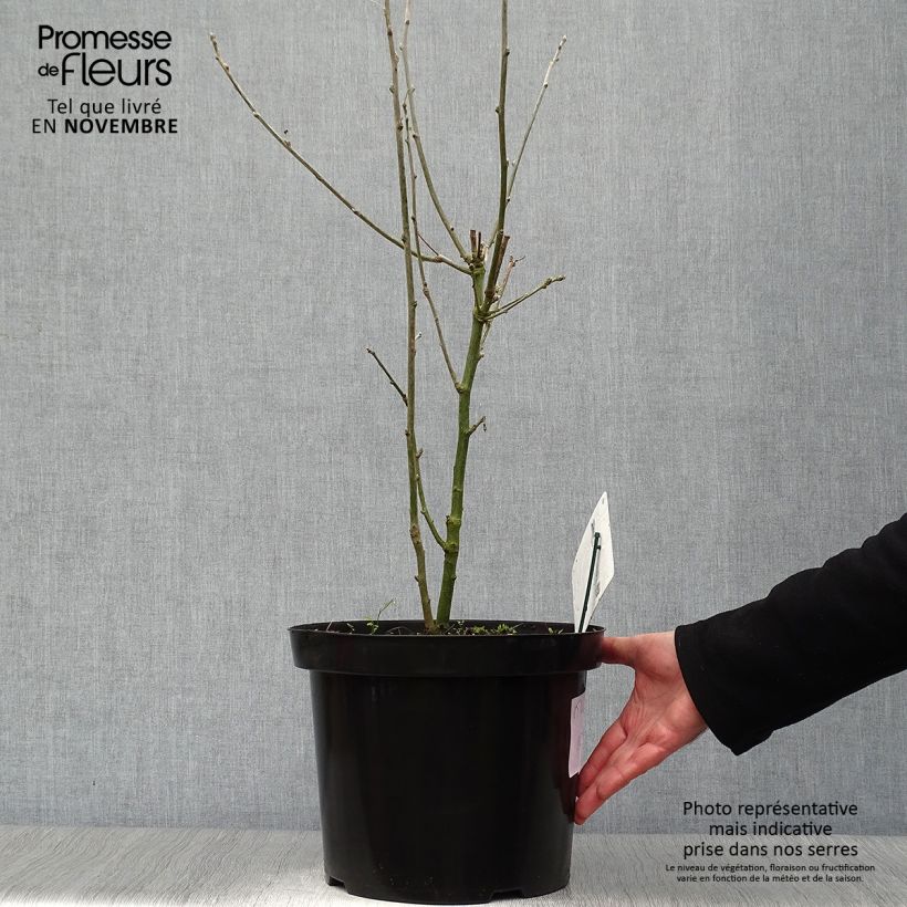 Amostra de Laburnum anagyroides Vaso de 7,5 L/10 L tal como entregue no outono