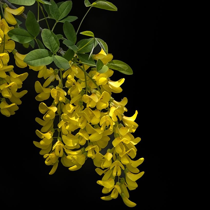 Laburnum anagyroides Yellow Rocket (Floração)