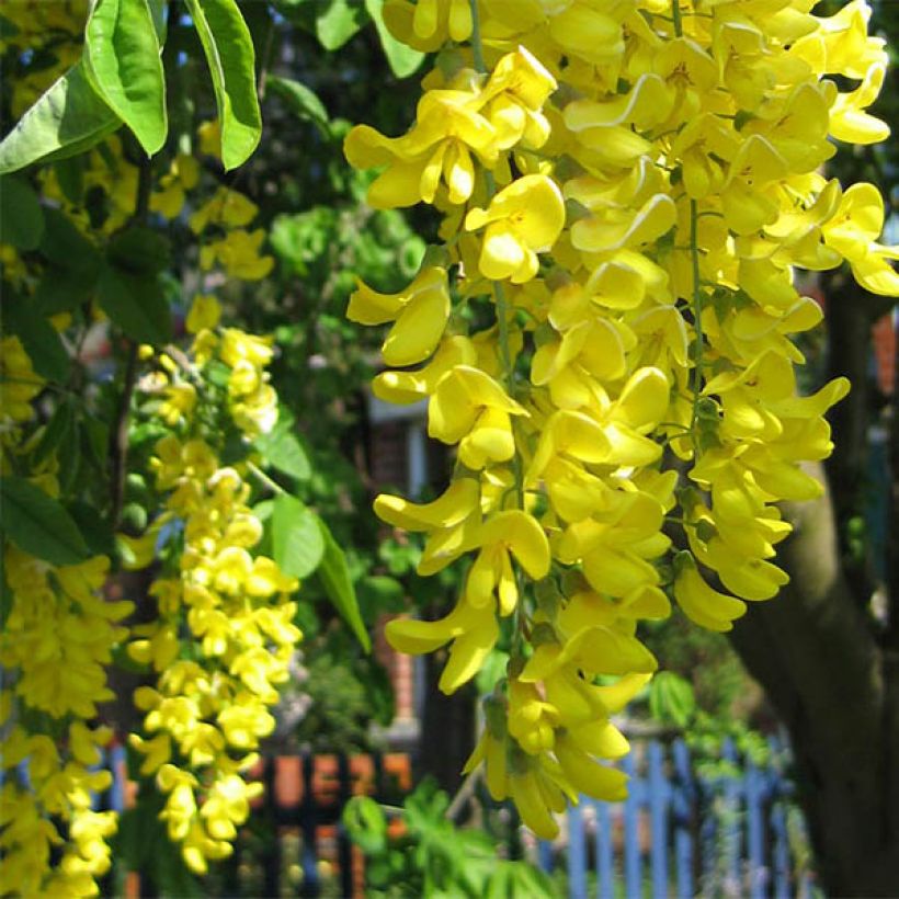 Laburnum watereri Vossii (Floração)