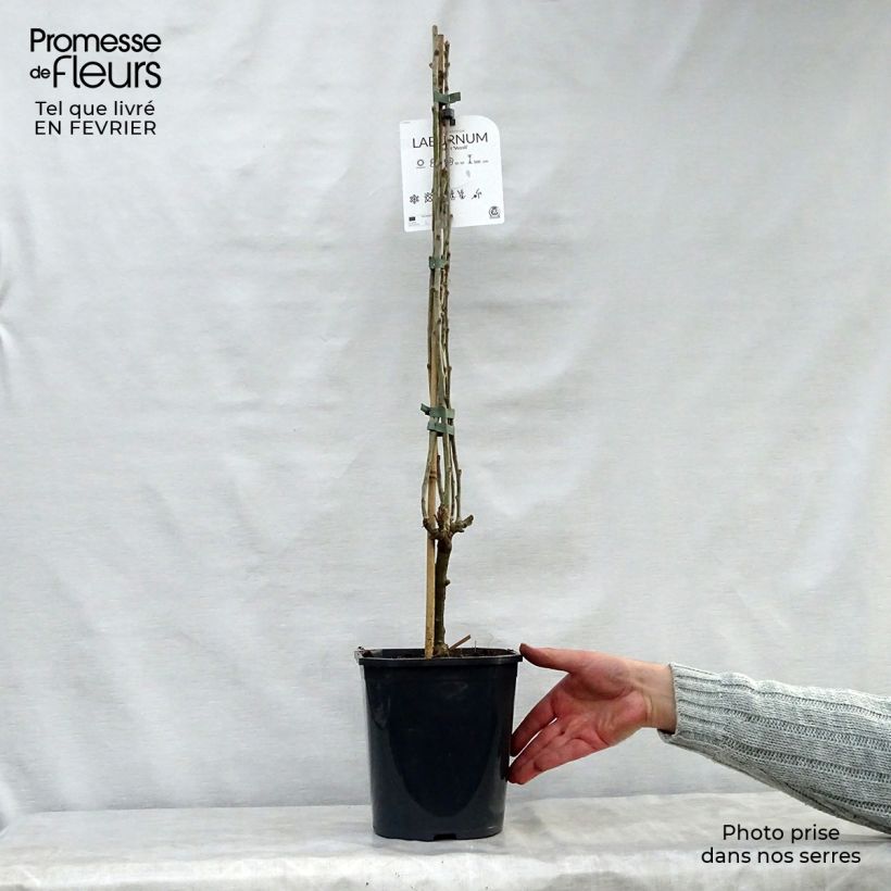 Amostra de Laburnum watereri Vossii Vaso de 3 L/4 L tal como entregue no inverno