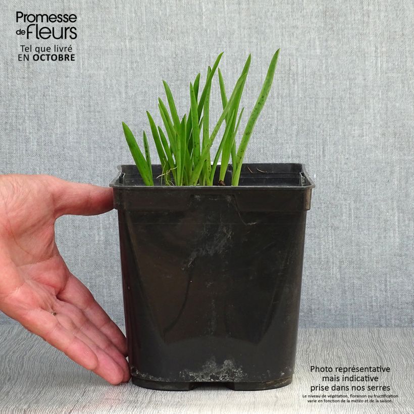 Amostra de Lachenalia African Beauty Namakwa Vaso de 2 L/3 L tal como entregue no outono