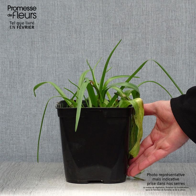 Amostra de Lachenalia African Beauty Namakwa - Coucou du Cap Pot de 2L/3L tal como entregue no inverno