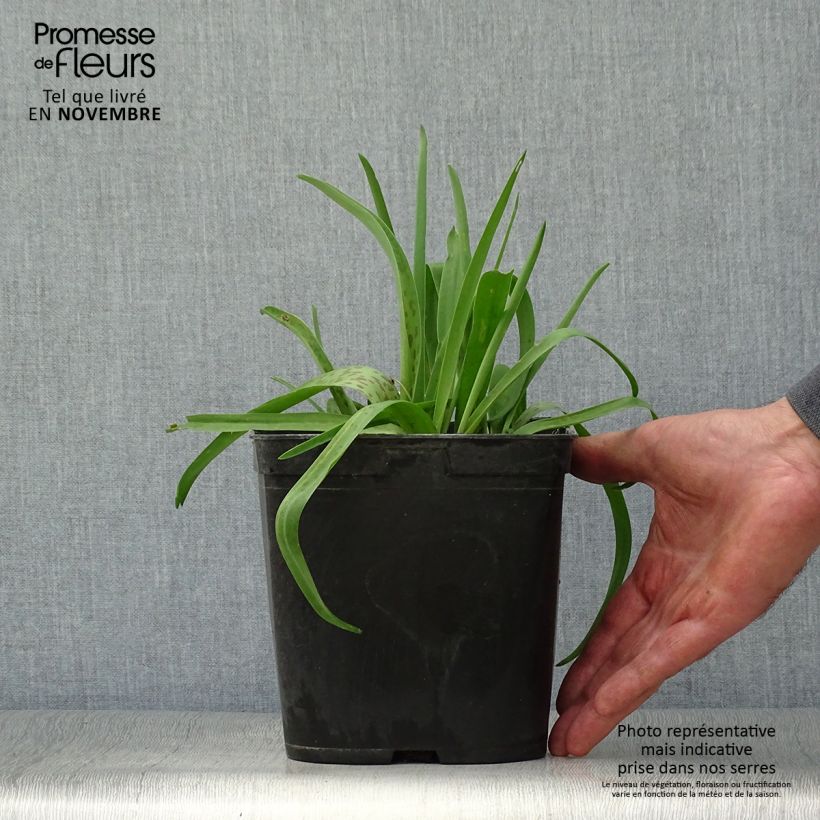 Amostra de Lachenalia African Beauty Rupert Vaso de 3 L/4 L tal como entregue no outono