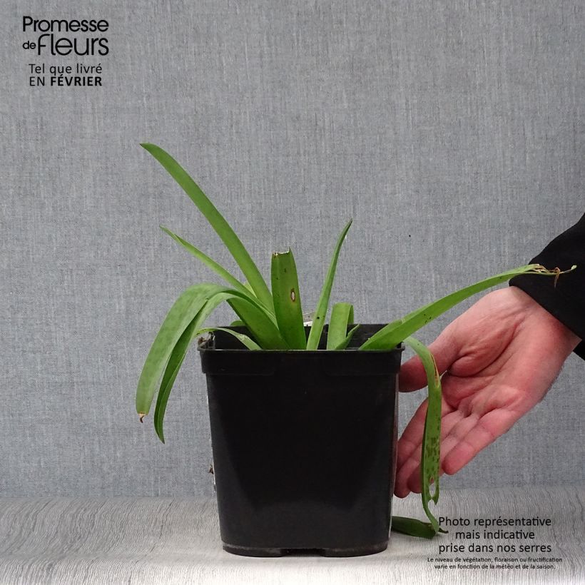 Amostra de Lachenalia Rupert - Coucou du Cap Pot de 3L/4L tal como entregue no inverno