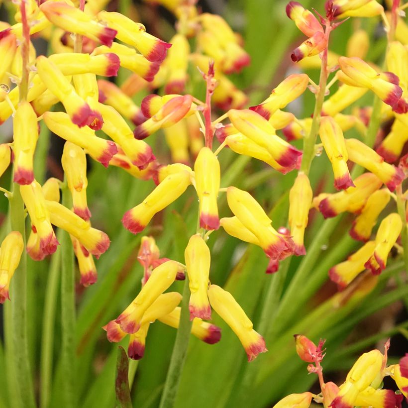 Lachenalia African Beauty Namakwa (Floração)