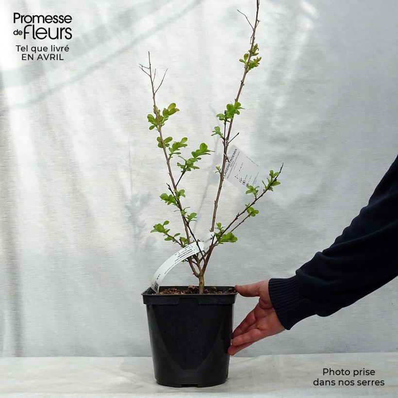 Amostra de Árvore-de-júpiter Braise d'Eté - Lagerstroemia indica Vaso de 3 L/4 L, Arbusto tal como entregue na primavera