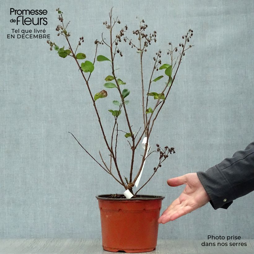 Amostra de Lagerstroemia Braise d'Eté - Lilas des Indes Vaso de 3 L/4 L tal como entregue no inverno