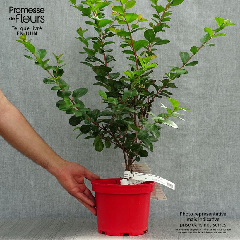 Amostra de Árvore-de-júpiter Braise d'Eté - Lagerstroemia indica Vaso de 3 L/4 L, Arbusto tal como entregue no verão