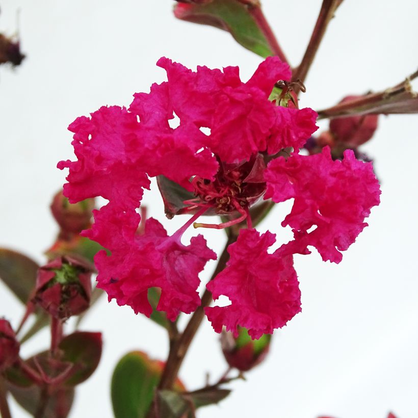 Árvore-de-júpiter Braise d'Eté - Lagerstroemia indica (Floração)