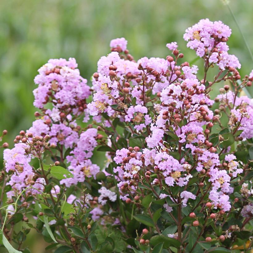 Árvore-de-júpiter Camaïeu d'Eté - Lagerstroemia indica (Floração)