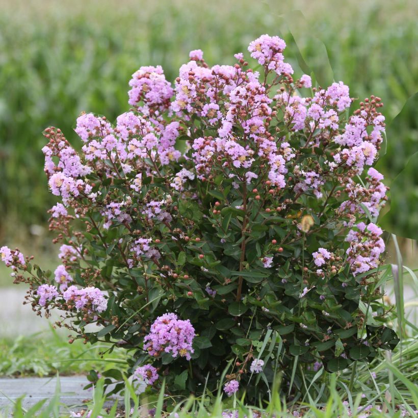 Árvore-de-júpiter Camaïeu d'Eté - Lagerstroemia indica (Hábito)