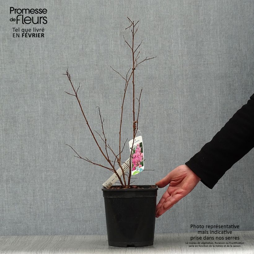 Amostra de Lagerstroemia Camaïeu d'Eté - Lilas des Indes Vaso de 4 L/5 L tal como entregue no inverno